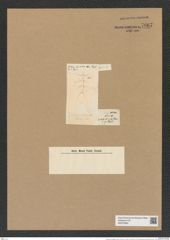 Chaetoceros pelagicus Cleve (de-Toni-Nr.: Genus 149, Species 4121) Zeichnungen Sammlung Grunow Nr. 7667 (NHMW-BOT-W0376860)